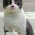 Котик.jpg